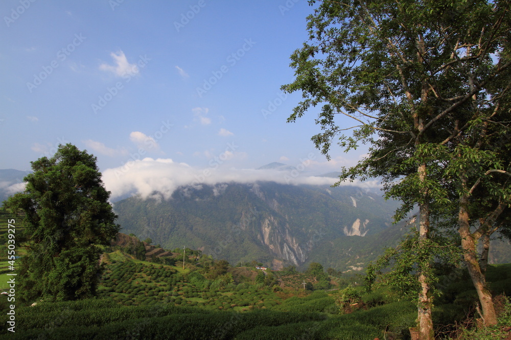Tea plantation surrounded by mountains and clouds in Taiwan