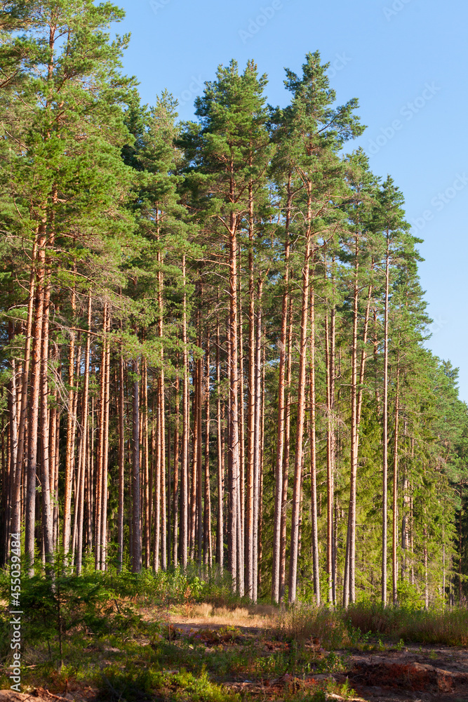 Obraz premium European forest, vertical background photo