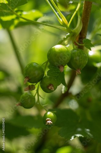 Green currant berries on a blurry green background. Green berries hanging on a branch close-up
