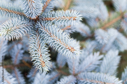 Blue spruce branches background. Close up