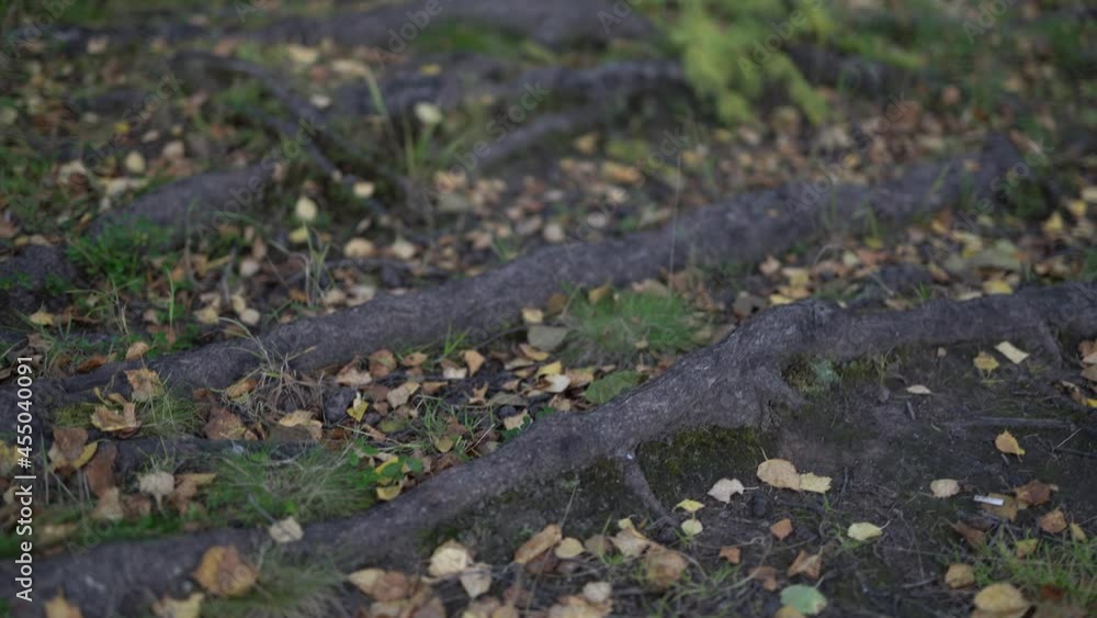 Forest tundra summer autumn wilderness Forest tundra summer autumn wilderness