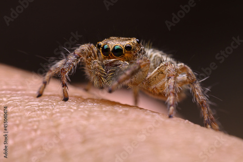 Jumping spider on a hand with dark background.