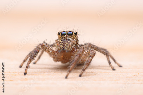 jumping spider on the floor.
