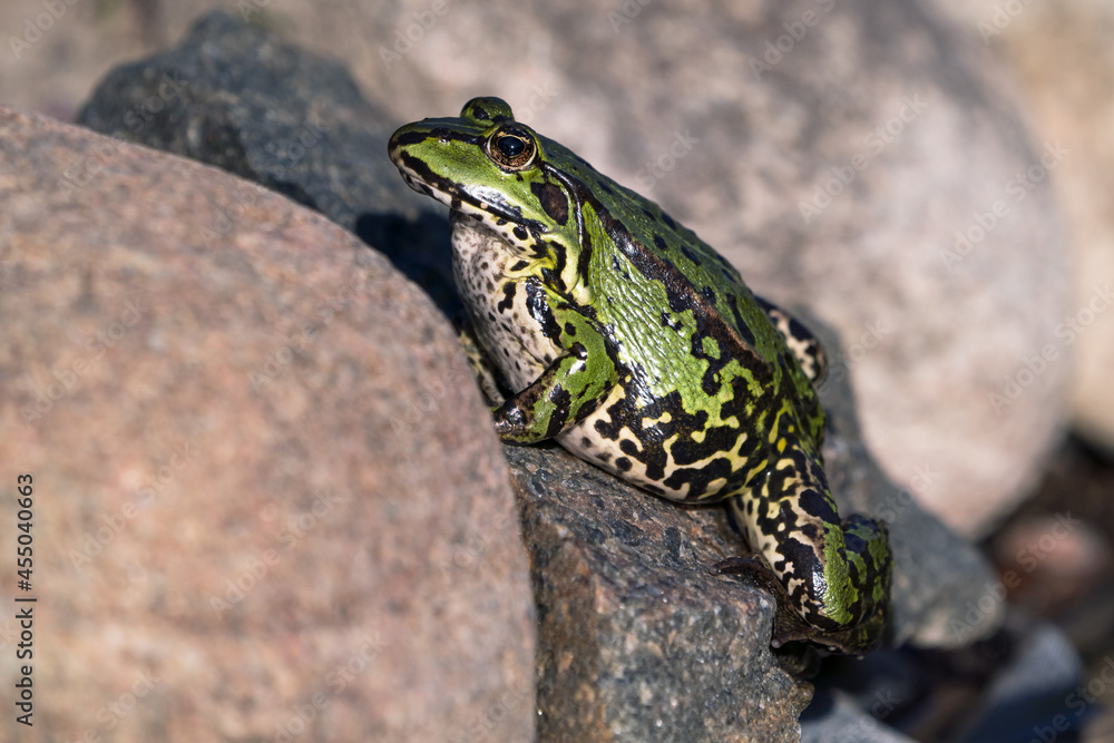 Large and fat green frog with big belly climbing up a rock Large and fat green frog with big belly climbing up a rock