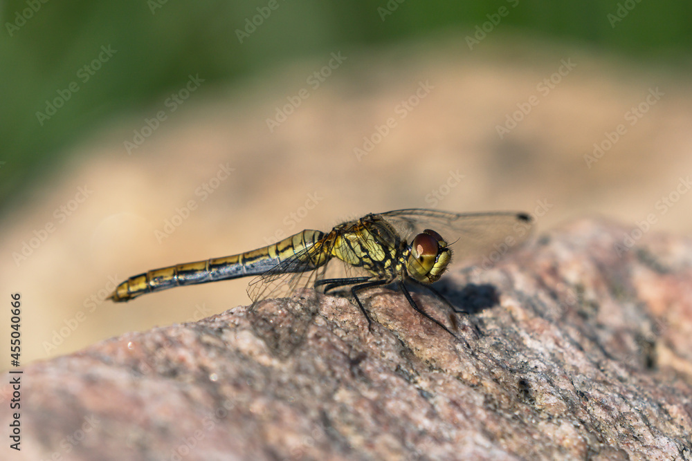 Close up side view of female common darter dragonfly sitting on a rock Close up side view of female common darter dragonfly sitting on a rock