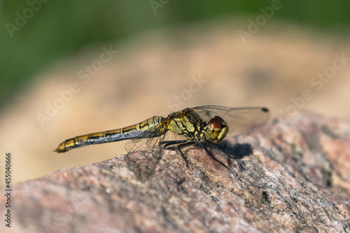 Close up side view of female common darter dragonfly sitting on a rock © JGade