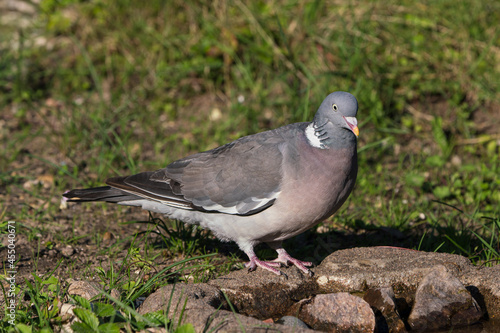 Common wood pigeon standing at the edge of a small water hole © JGade