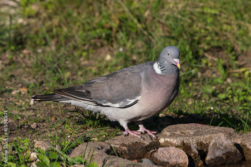 Common wood pigeon standing at the edge of a small water hole photo