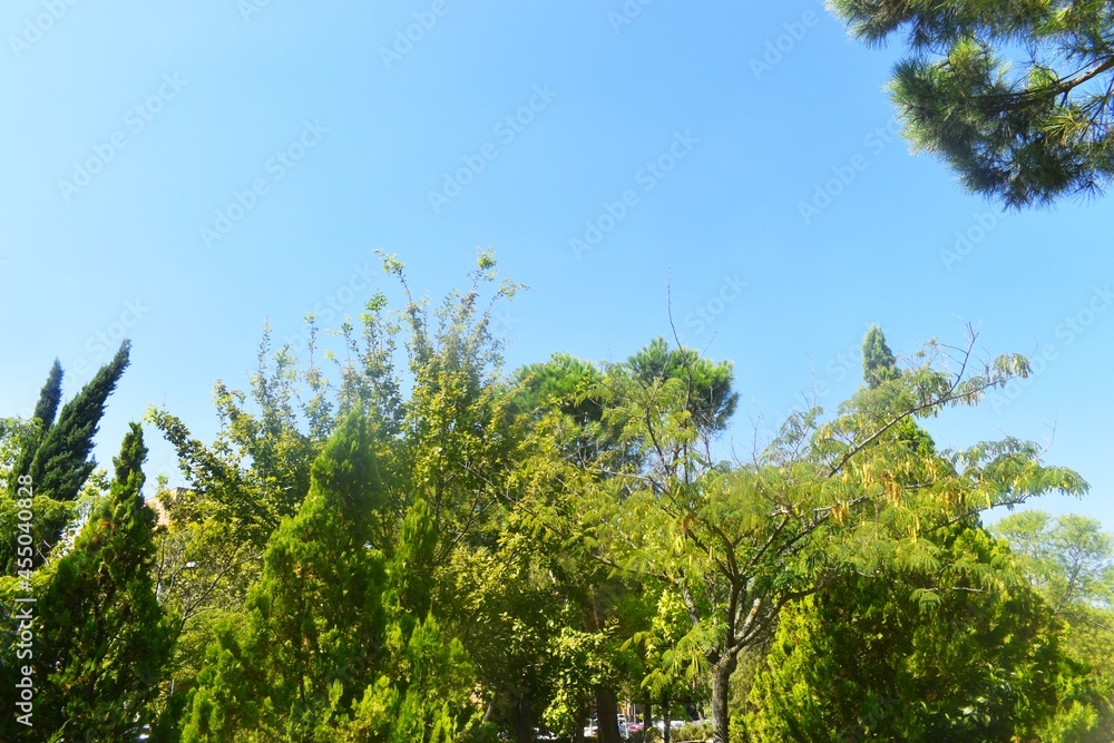 grass and sky grass and sky