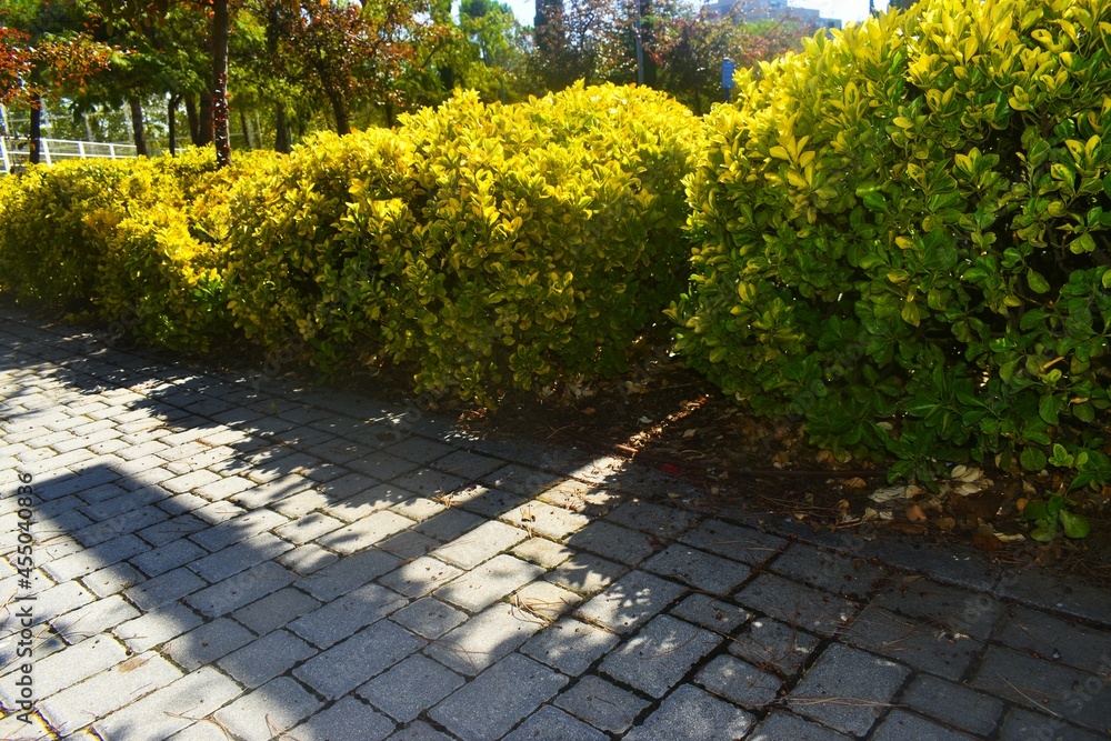 Obraz premium path in the park
