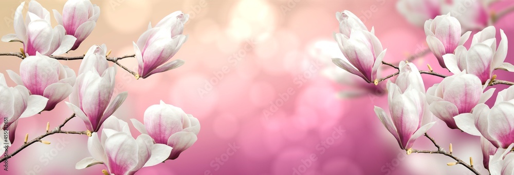 abstract nature spring sunrise background. Flowering magnolia tree