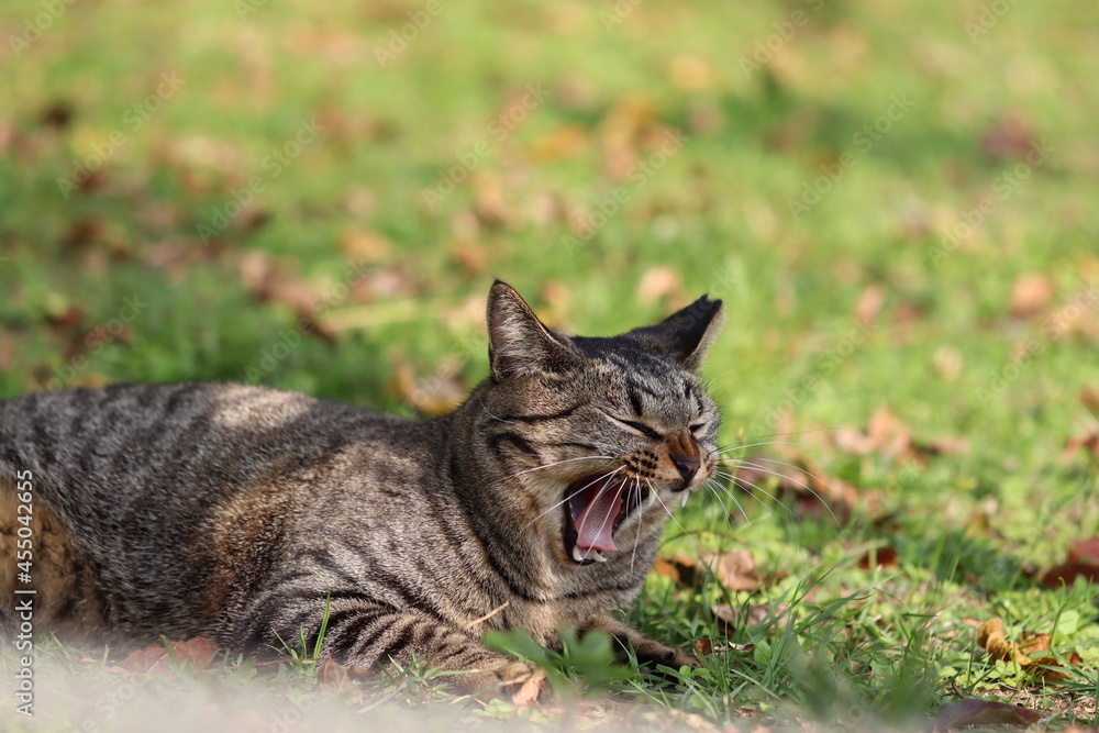 公園に住み着くあくびする地域猫。 公園に住み着くあくびする地域猫。
