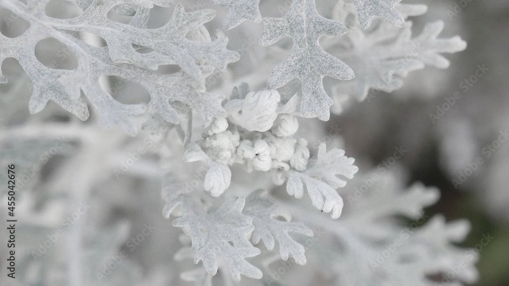 Plants in winter Plants in winter