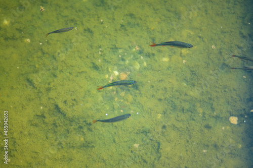 Fish swimming in shallow water in a pond or river