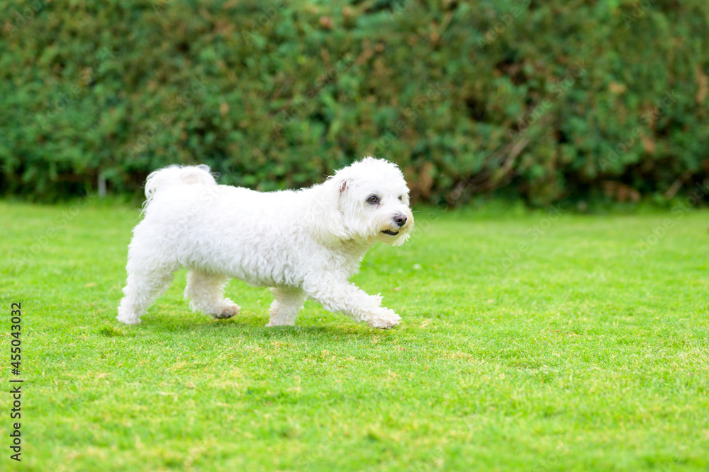 Little white Havanese dog playing in a lush green garden