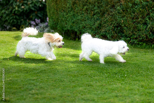 Two cute little white toy breed dogs playing in a garden © michaelheim