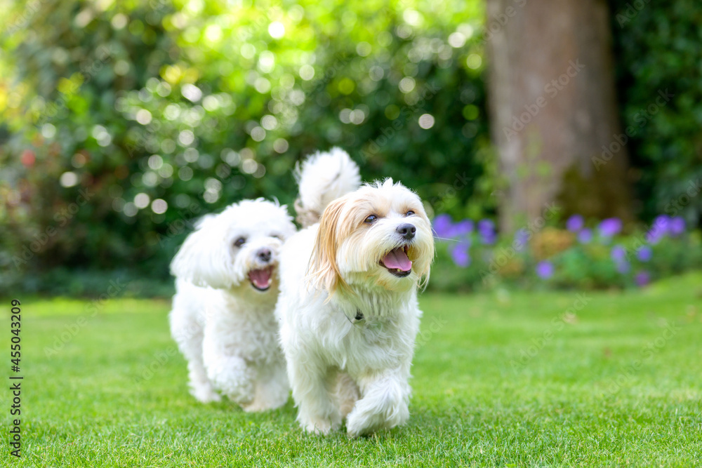 Two cute little white dogs romping in a garden on the lawn