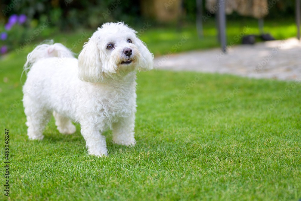 Cute alert little white Havanese dog standing on green grass