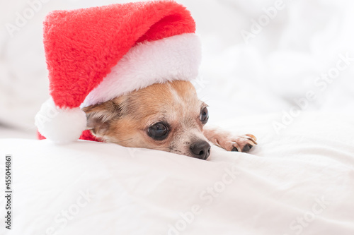 A small chihuahua dog lies on a white bed in a red sweater and Santa Claus hat on New Years Eve. Dressed up puppy for Christmas ready to make a present.  © kitirinya