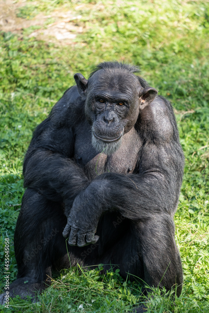 West African chimpanzee (Pan troglodytes verus) sitting in the grass and making eye contact.
West African chimpanzee (Pan troglodytes verus) sitting in the grass and making eye contact.