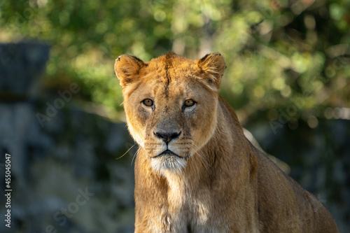 Portrait of a lion staring at the camera. Blurred background.