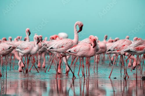 Wild african birds. Group birds of pink flamingos walking around the blue lagoon on a sunny day