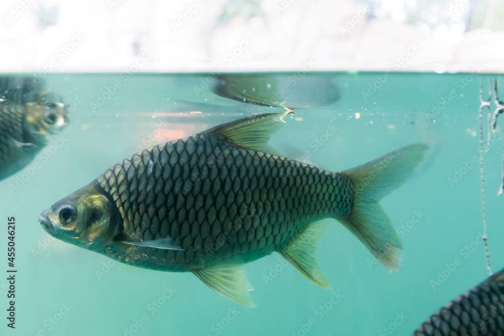 Picture of a full body fish swimming in an aquarium. Picture of a full body fish swimming in an aquarium.