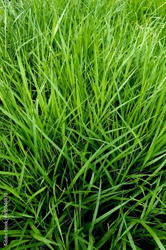 Close-Up Of Crops Growing, Green grass, spring, lawn