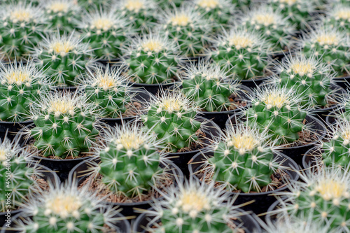 pattern of hedgehog cactus, sea-urchin cactus or Easter lily cactus. Mix of Echinopsis cactus in nursery garden. 