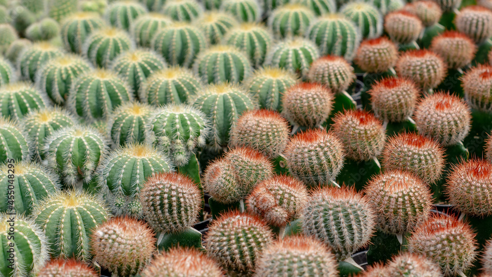pattern of hedgehog cactus, sea-urchin cactus or Easter lily cactus. Mix of Echinopsis cactus in nursery garden. pattern of hedgehog cactus, sea-urchin cactus or Easter lily cactus. Mix of Echinopsis cactus in nursery garden.