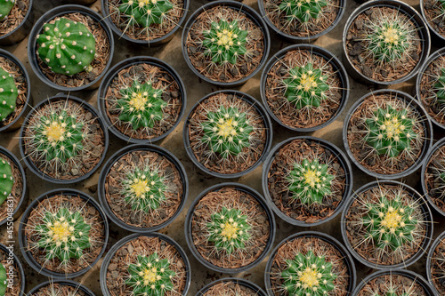Fototapeta Naklejka Na Ścianę i Meble -  pattern of hedgehog cactus, sea-urchin cactus or Easter lily cactus. Mix of Echinopsis cactus in nursery garden. 