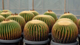 Golden barrel cactus close up background. Cactus in nursery fresh natural background 