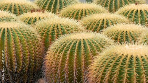 Golden barrel cactus close up background. Cactus in nursery fresh natural background  photo