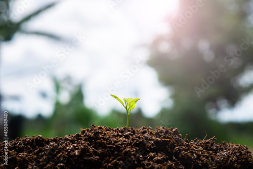 The seedling are growing in the soil with the backdrop of the sun or sunlight.