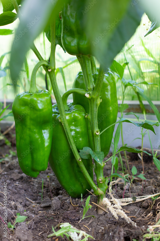 Obraz premium A large green pepper is hanging on a branch in a greenhouse. Close-up. Vegetables in the garden.