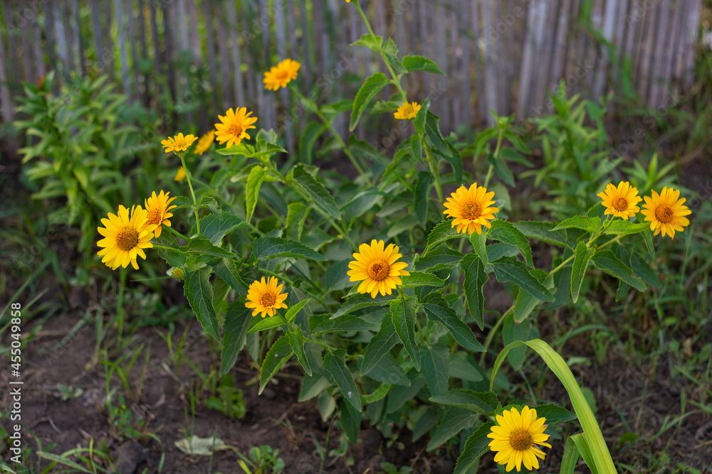 Fototapeta premium A flower bed with yellow daisies. Close-up. Place for your text.