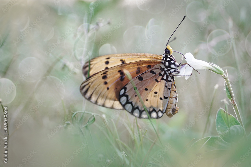Fototapeta premium butterfly on a flower