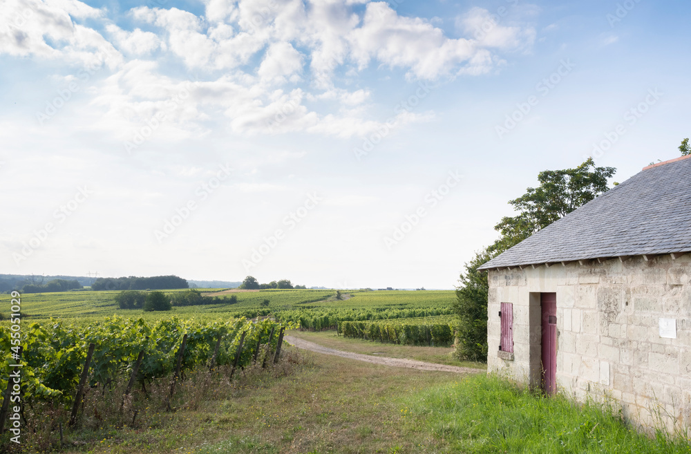 vineyards and old stone walls in Parc naturel régional Loire-Anjou-Touraine near river loire in france