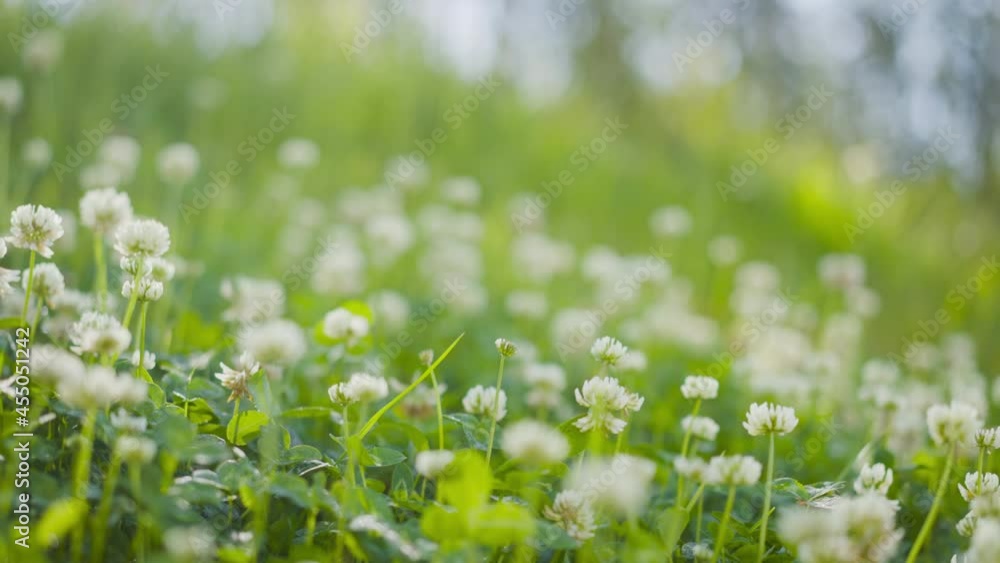 White clover flowers and grass field and morning summer sun White clover flowers and grass field and morning summer sun