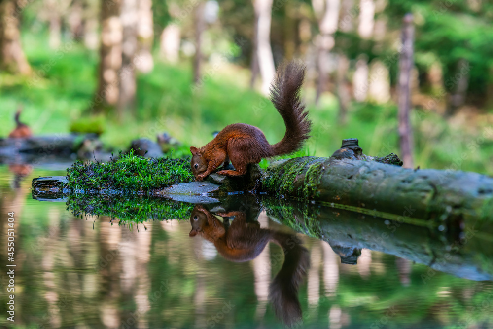 Fototapeta premium Red Squirrel (Sciurus vulgaris)