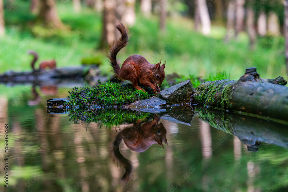 Obraz premium Red Squirrel (Sciurus vulgaris)