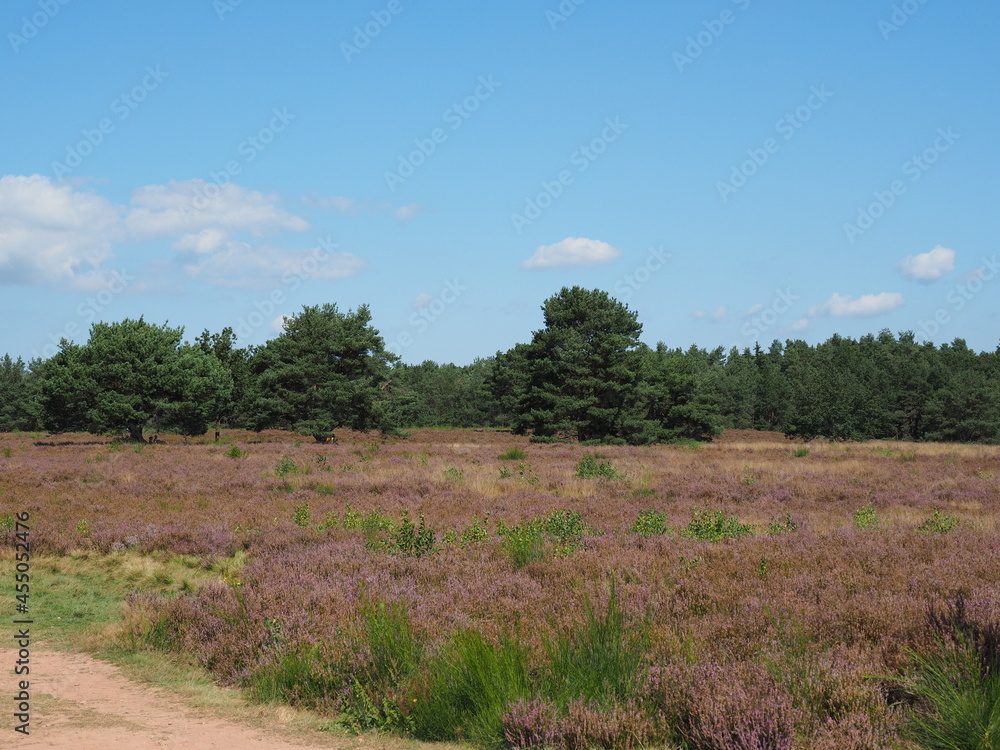 Die Mehlinger Heide bei der pfälzischen Ortschaft Mehlingen ist die größte Heide Süddeutschlands