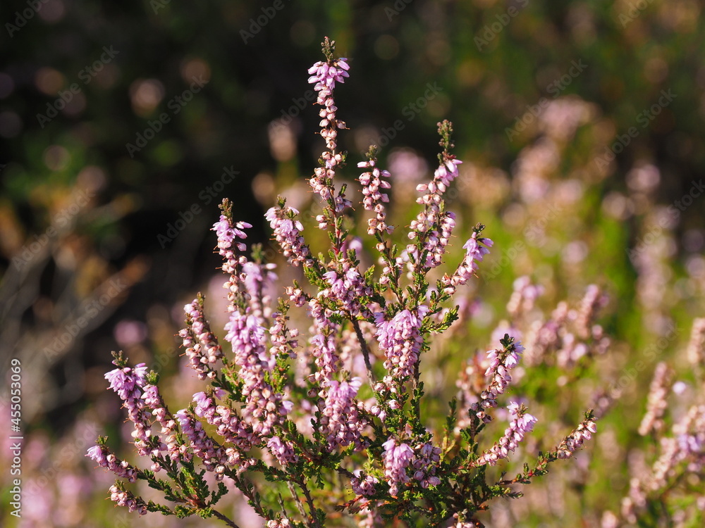 Die Mehlinger Heide bei der pfälzischen Ortschaft Mehlingen ist die größte Heide Süddeutschlands Die Mehlinger Heide bei der pfälzischen Ortschaft Mehlingen ist die größte Heide Süddeutschlands