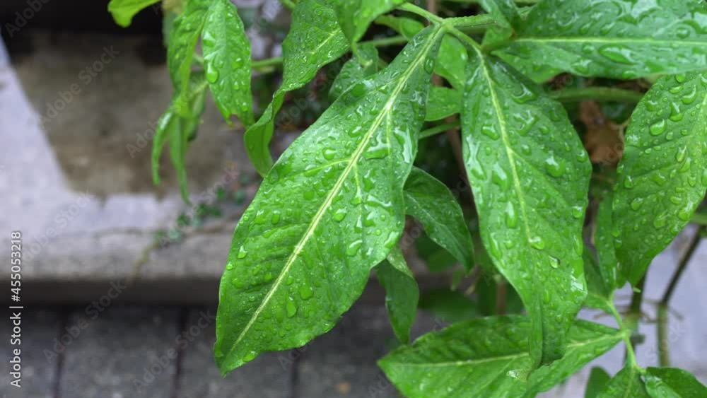Green leaves and water on the ground in a rainy day. Green leaves and water on the ground in a rainy day.
