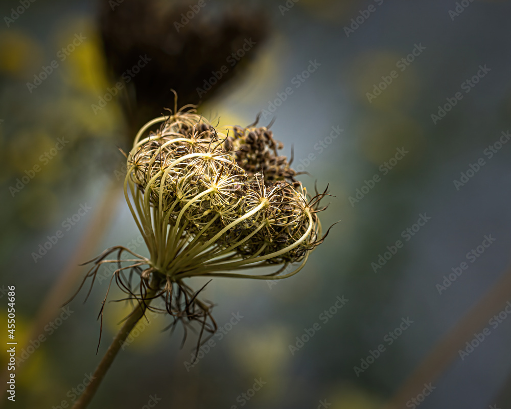 a dead carrot blossom a dead carrot blossom