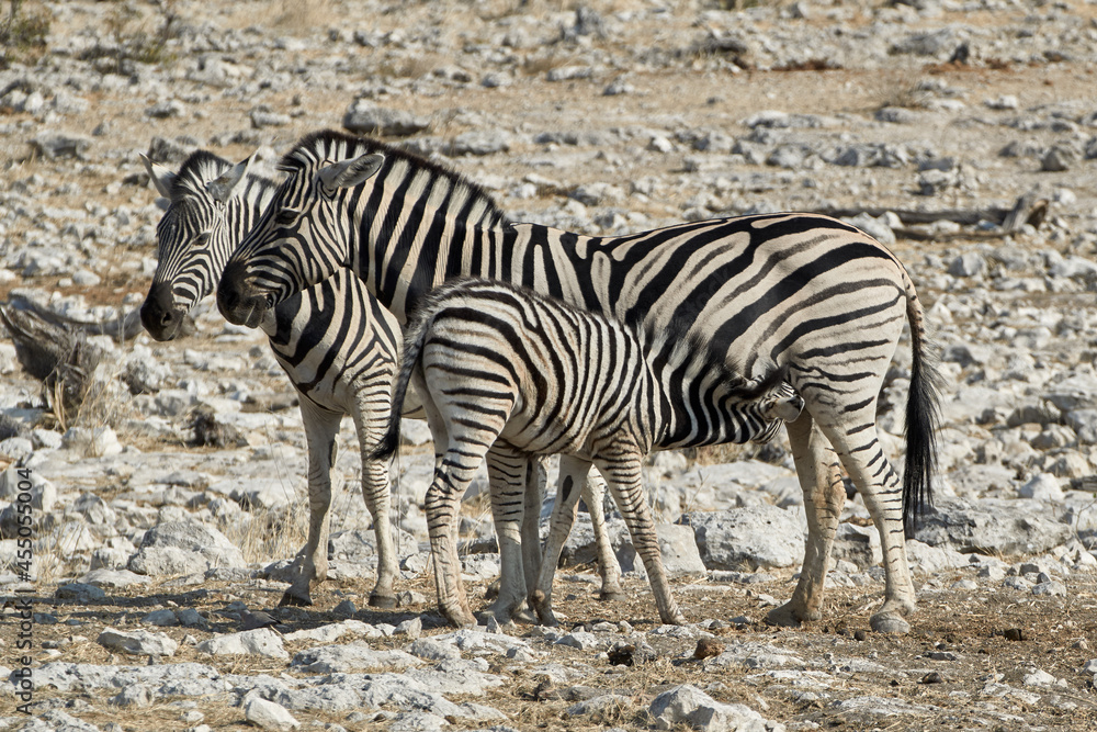 Plains Zebra (Equus quagga), female adult with suckling foal nursing at Etosha wildlife reserve, Namibia, Africa. Plains Zebra (Equus quagga), female adult with suckling foal nursing at Etosha wildlife reserve, Namibia, Africa.