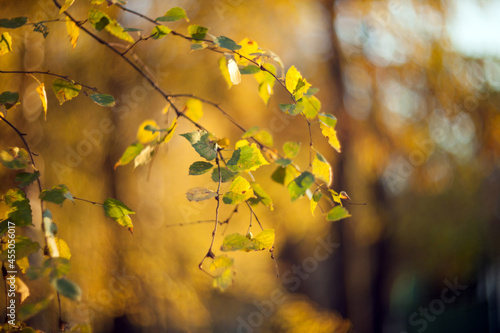 Closeup Yellow autumn leaves of a birch  on a tree branch lit by the bright sun on a blurred background of trees.