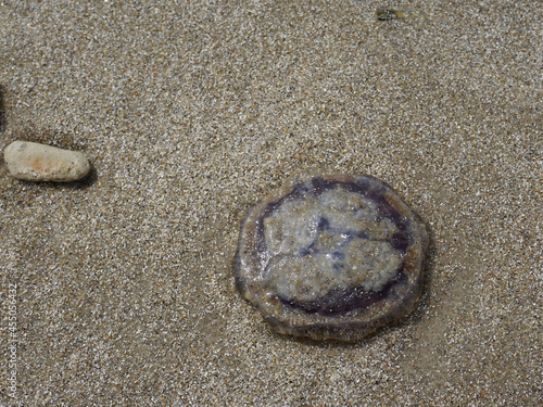 eine kleine Qualle im Sand