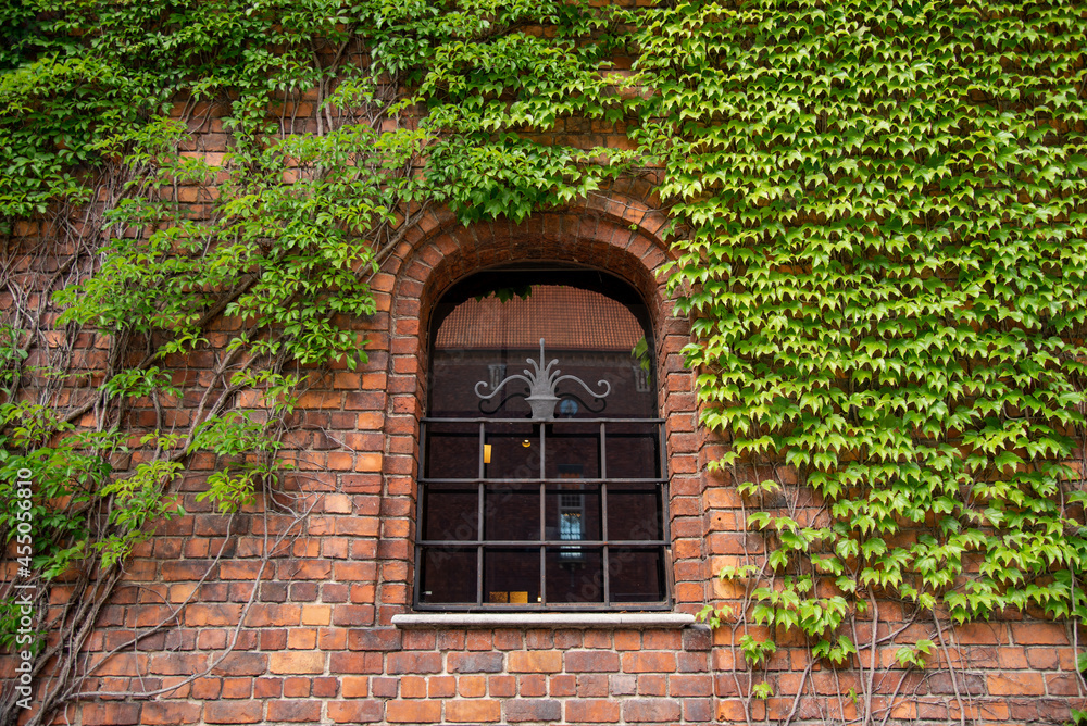 Arch window on antique brick wall of medieval castle with climbing plant, green ivy or vine plant covering. Detail of building and architecture. Arch window on antique brick wall of medieval castle with climbing plant, green ivy or vine plant covering. Detail of building and architecture.