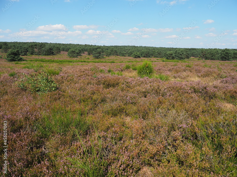 Die Mehlinger Heide bei der pfälzischen Ortschaft Mehlingen ist die größte Heide Süddeutschlands Die Mehlinger Heide bei der pfälzischen Ortschaft Mehlingen ist die größte Heide Süddeutschlands